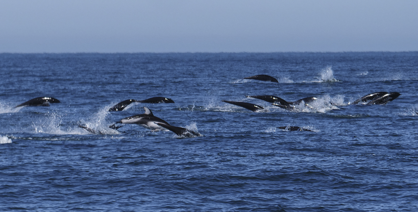 Exotic Dolphin Stampede