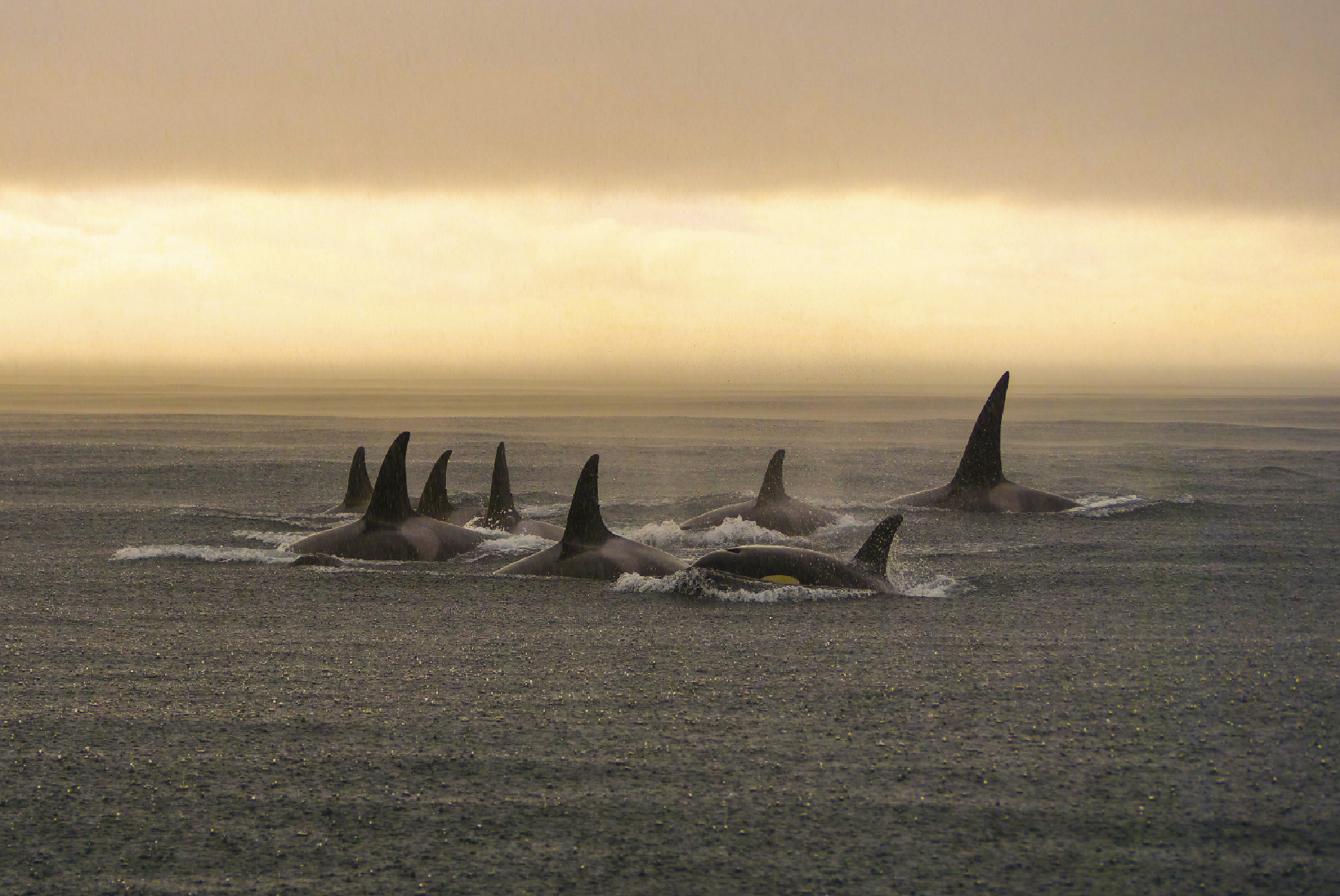 Orcas In The Rain Web